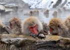 Macaques - Yudanaka Hot Springs