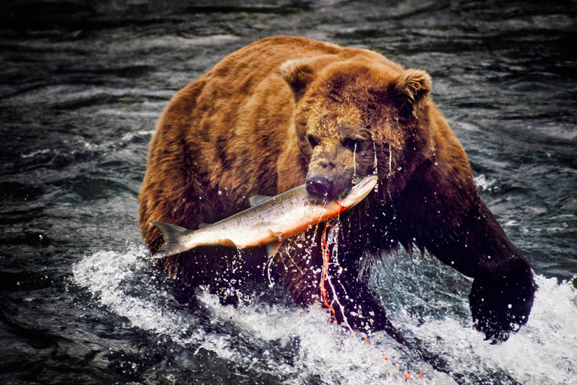 Salmon For Breakfast - Brooks Falls, Alaska