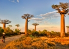 Avenue of the Baobabs - West Coast Madagascar